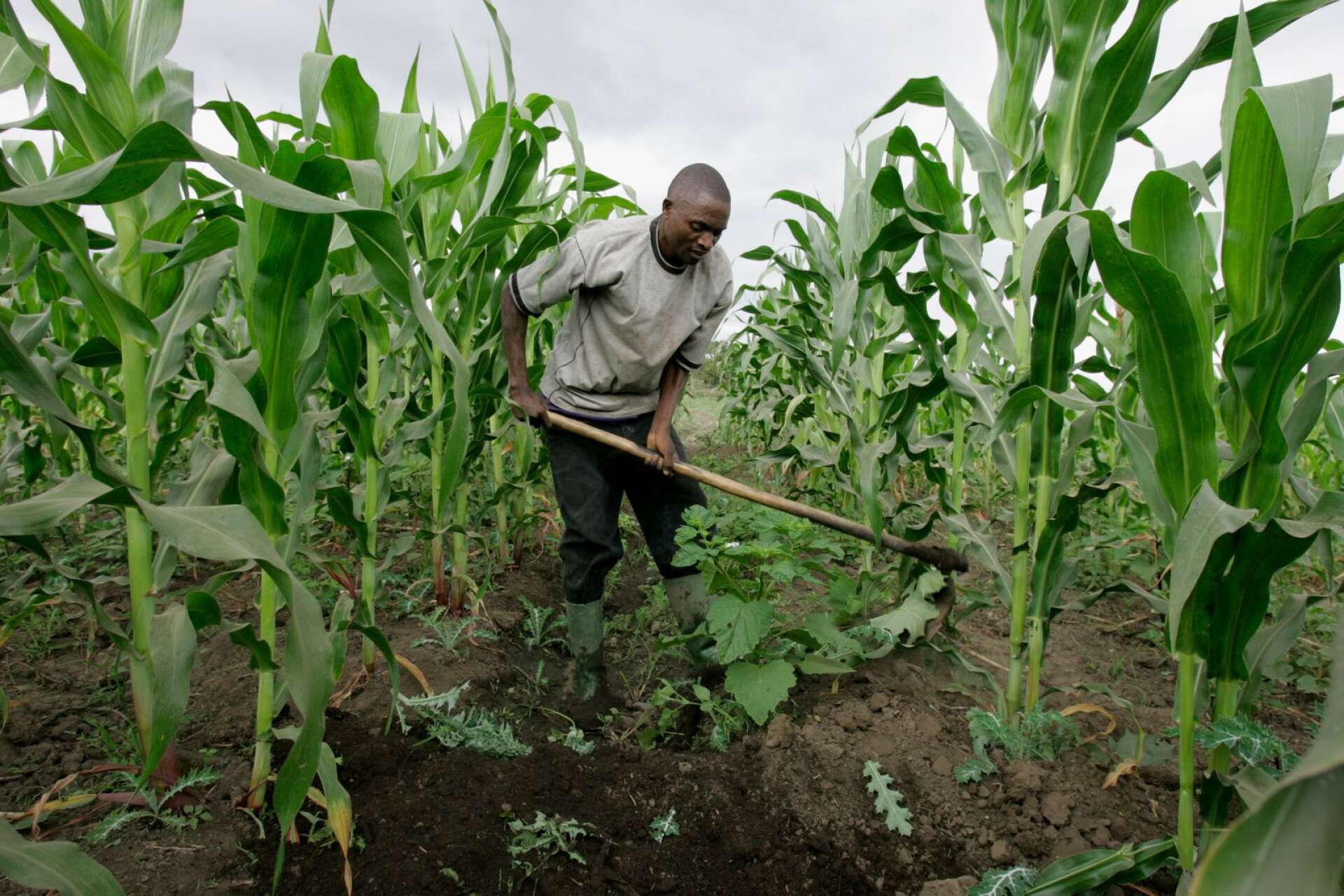 Bönderna i utvecklingsländerna spelar en helt central roll för såväl hungerbekämpningen som den ekonomiska utvecklingen, skriver Lotta Folkesson med flera. Karel Prinsloo/AP