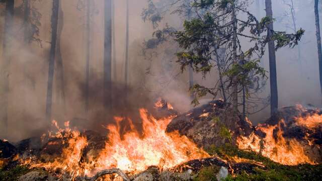 2018 brann stora mängder skog ned, som en följd av den långvariga torkan. Nu varnar väderlekstjänsterna för en ny torr sommar – men den här gången är samhällets beredskap något bättre.