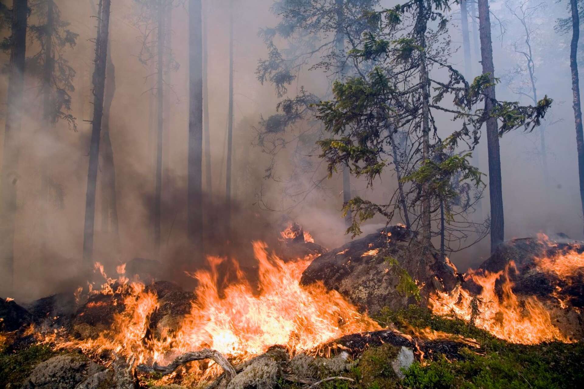 Skogsstyrelsen genomför en naturvårdsbränning på måndagen. 