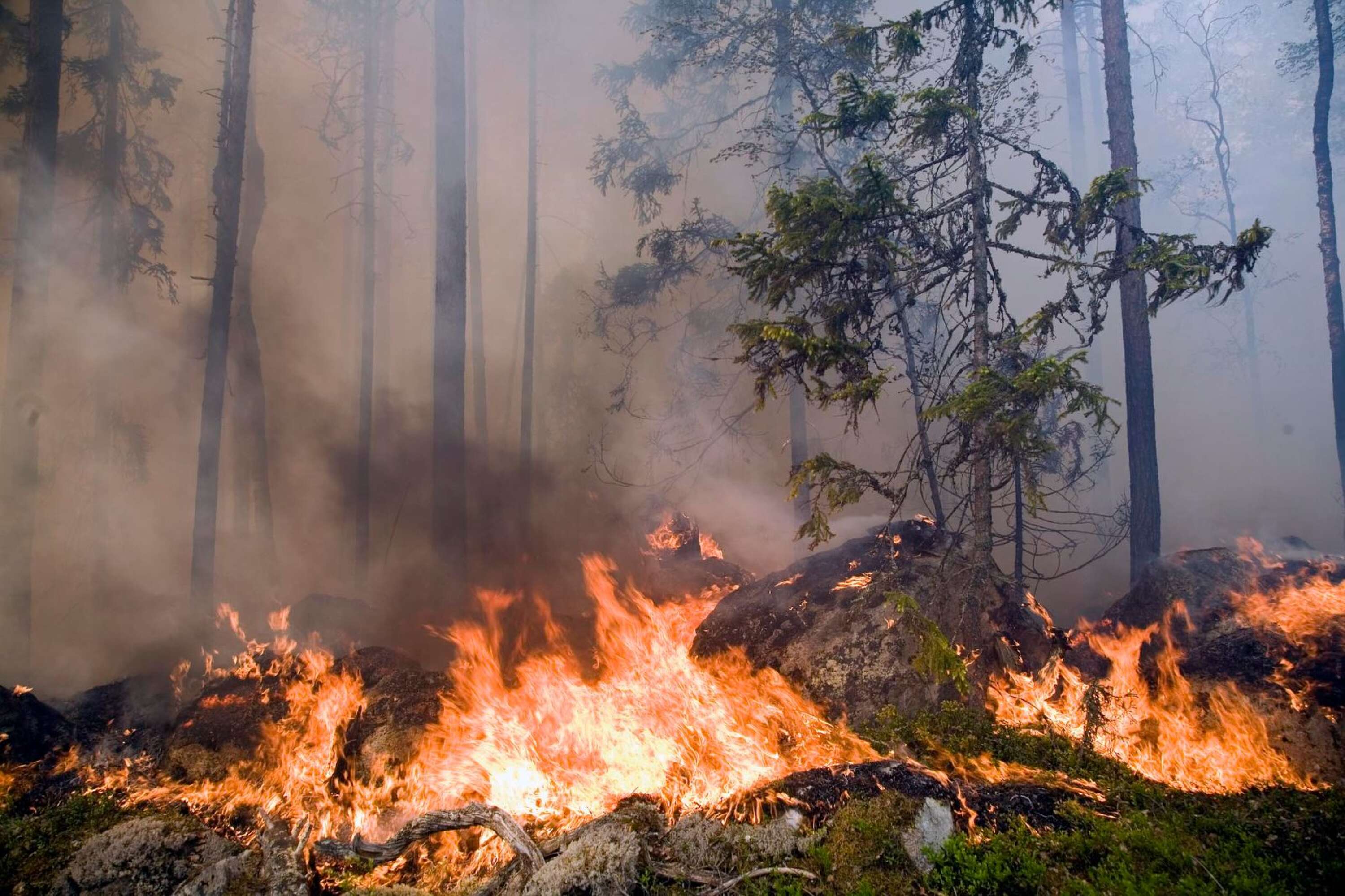 Bilden är från dem omfattande skogsbränderna i Hälsingland 2018. Även skogsbränder kan bli vanligare menar Erik Kjellström.