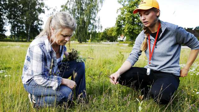 Anna Mossberg, parkchef på Karlstads kommun, och Agnes Eriksson, fältbiolog på Greensway, konstaterar att den tidigare gräsmattan vid Kroppkärrssjön snabbt har börjat likna en äng med många blommande örter.