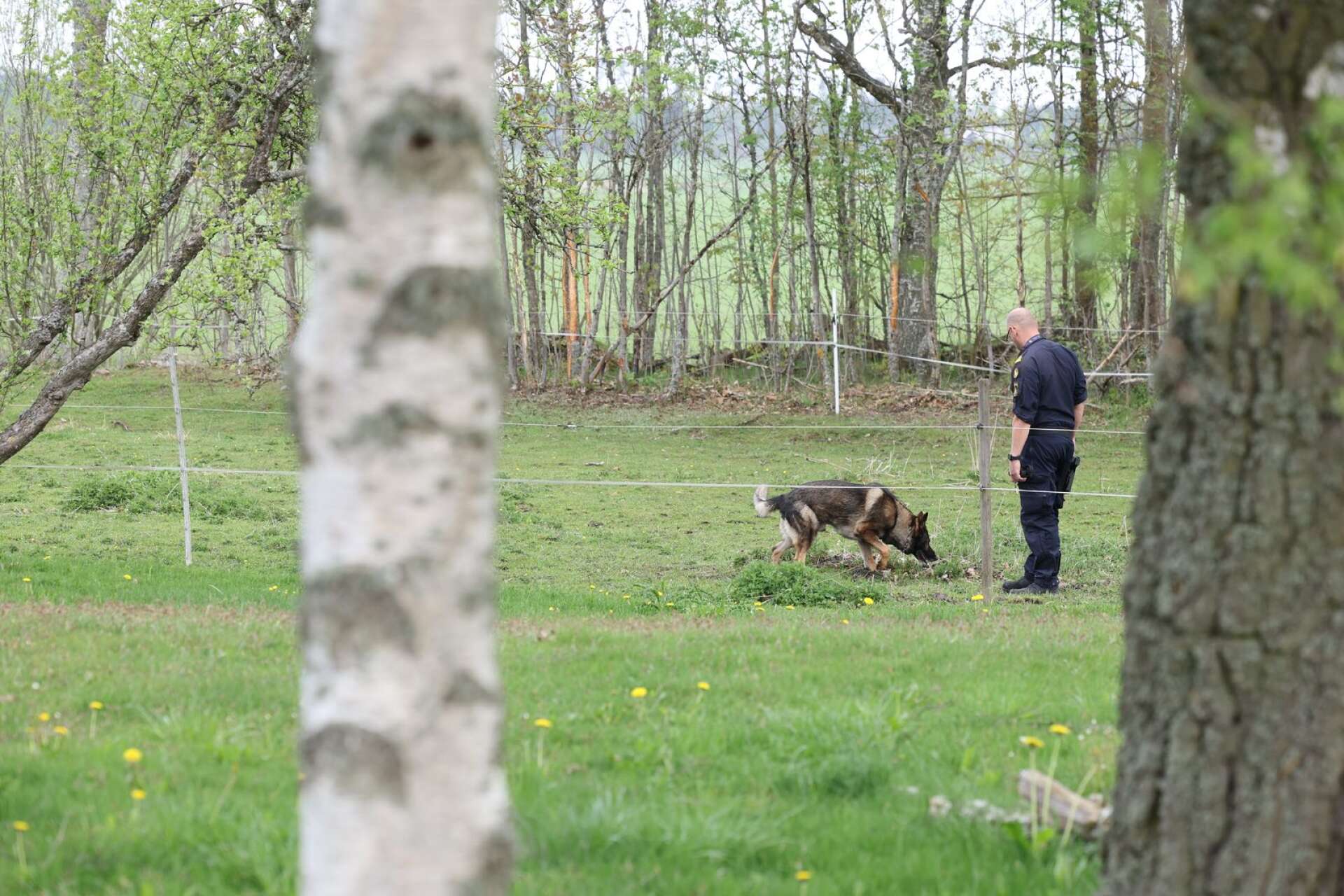 På måndagsförmiddagen befann sig hundförare från polisen för att söka efter spår från lördagskvällens misstänkta mord i Götene kommun.