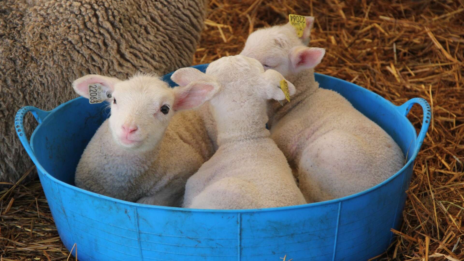 På bara ett par veckor har det fötts 120 lamm på Öxnevåls gård.