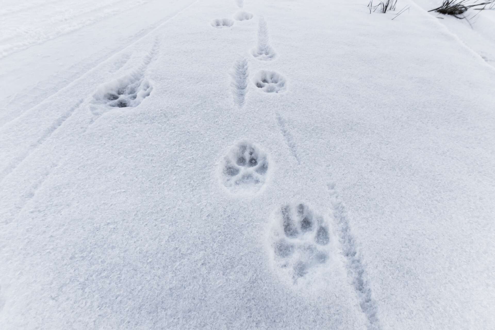 Spår i snön underlättade licensjakten på varg. På bara några dagar fälldes sex vargar i det så kallade Ripelångenreviret.