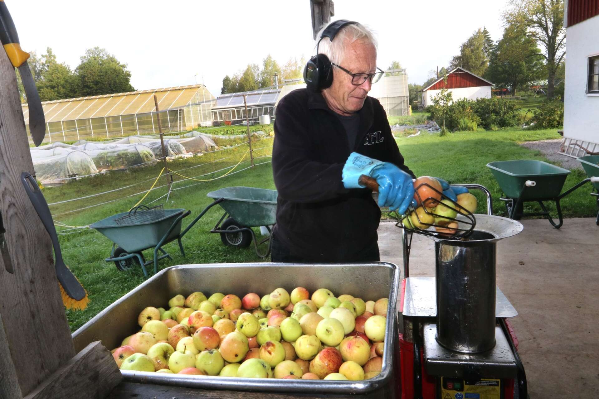 Här börjar processen. Magnus Larsson tar äpplena från badet och häller ned i en maskin som river frukterna.