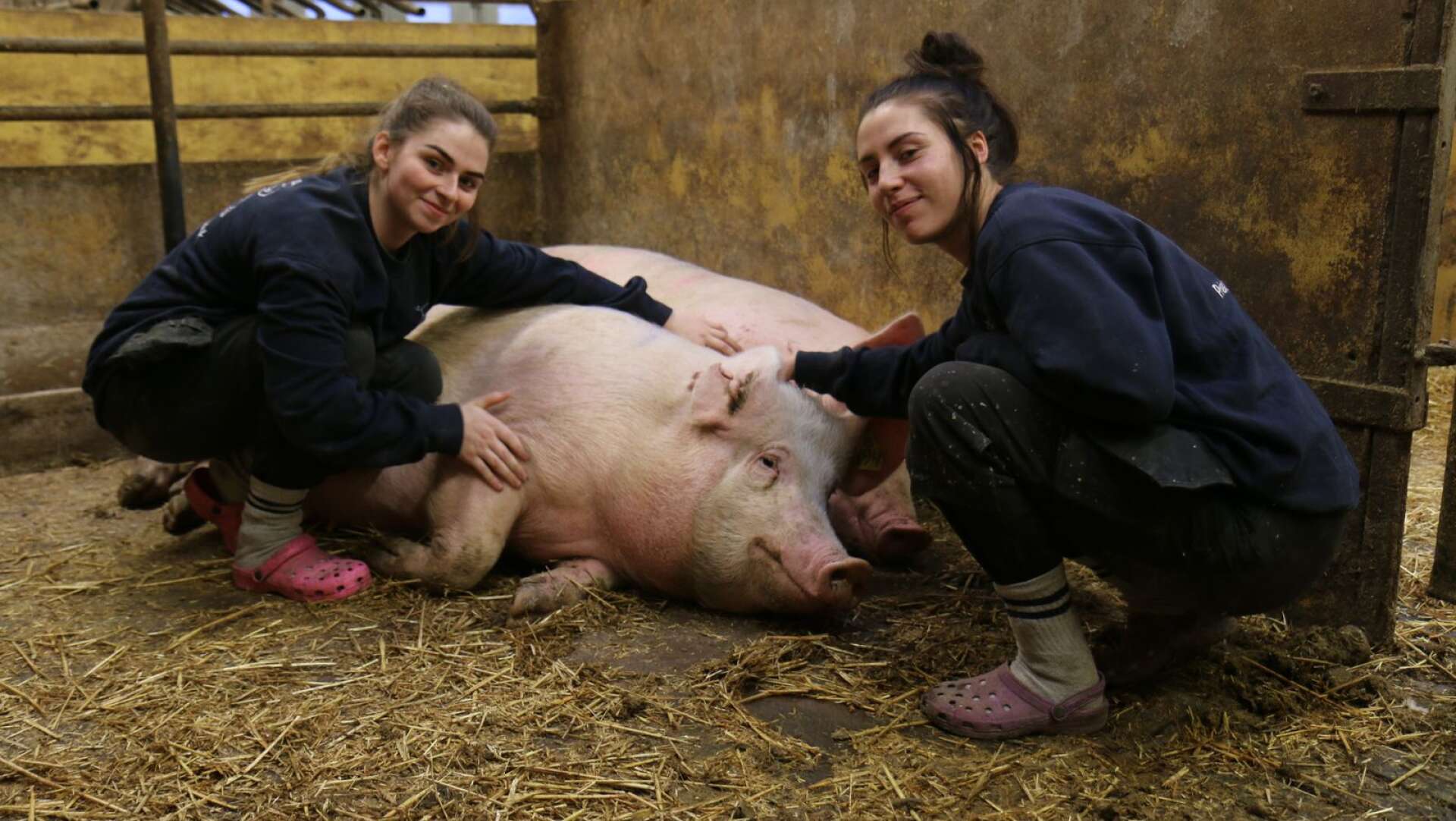 Grisarna har alla olika personligheter, berättar Ebba Eriksson och Angelica Linder, som så ofta de har möjlighet gosar med grisarna. Djuren i sin tur trivs med uppmärksamheten. 