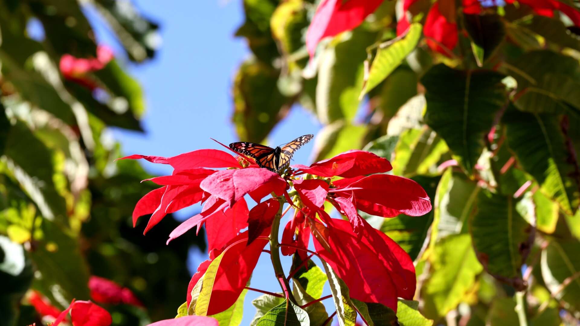 En hög och prunkande julstjärna i vilt tillstånd i Gran Canarias soliga och varma klimat. Här besöker en monarkfjäril den nektarrika blommande busken. Fjärilen finns etablerad på Kanarieöarna, emigrerad från Nordamerika och Mexiko. Både julstjärnan och monarkfjärilen finns talrikt i Mexiko.