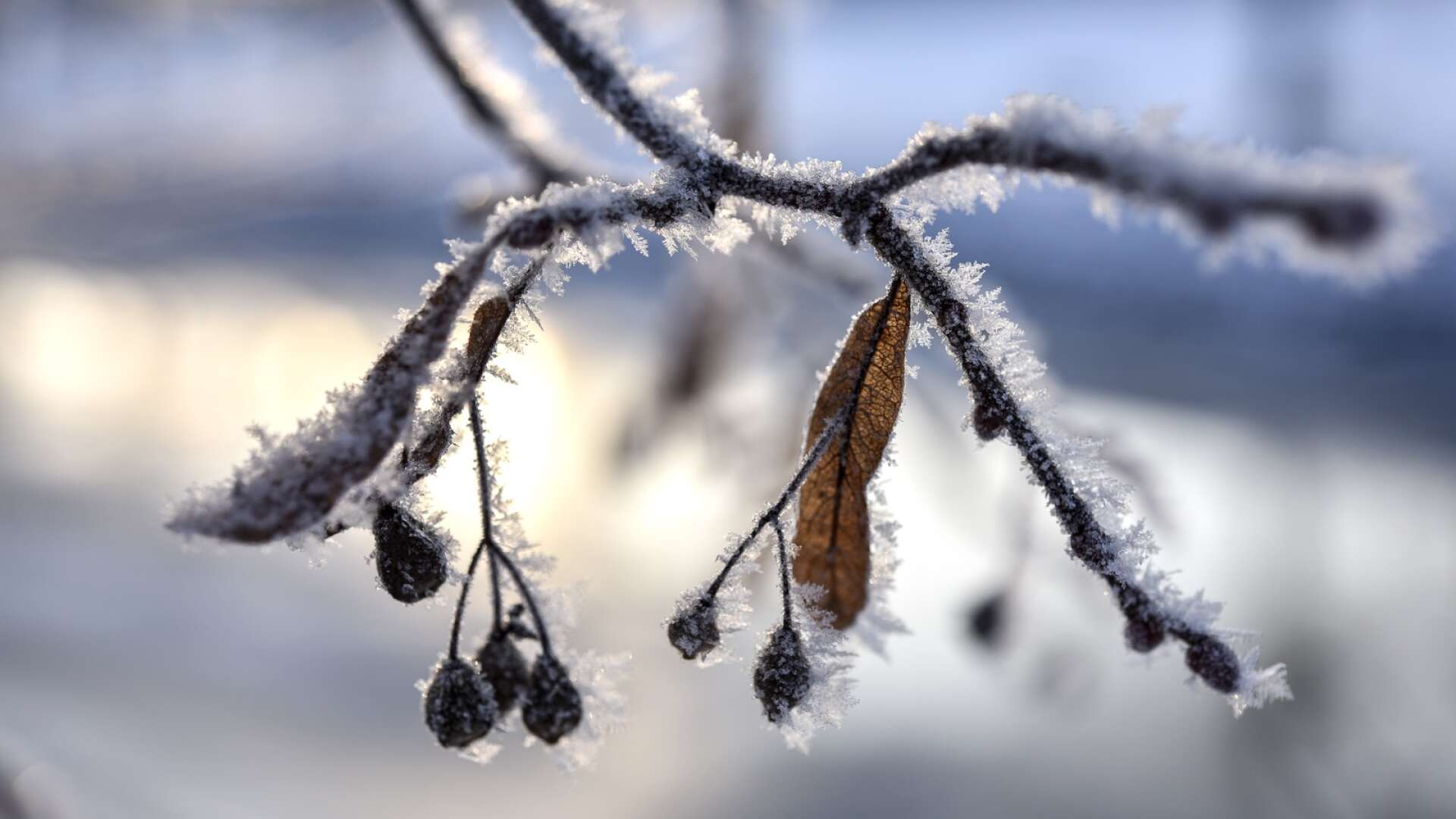 Det blir kallt i Värmland under helgen och början av nästa vecka.