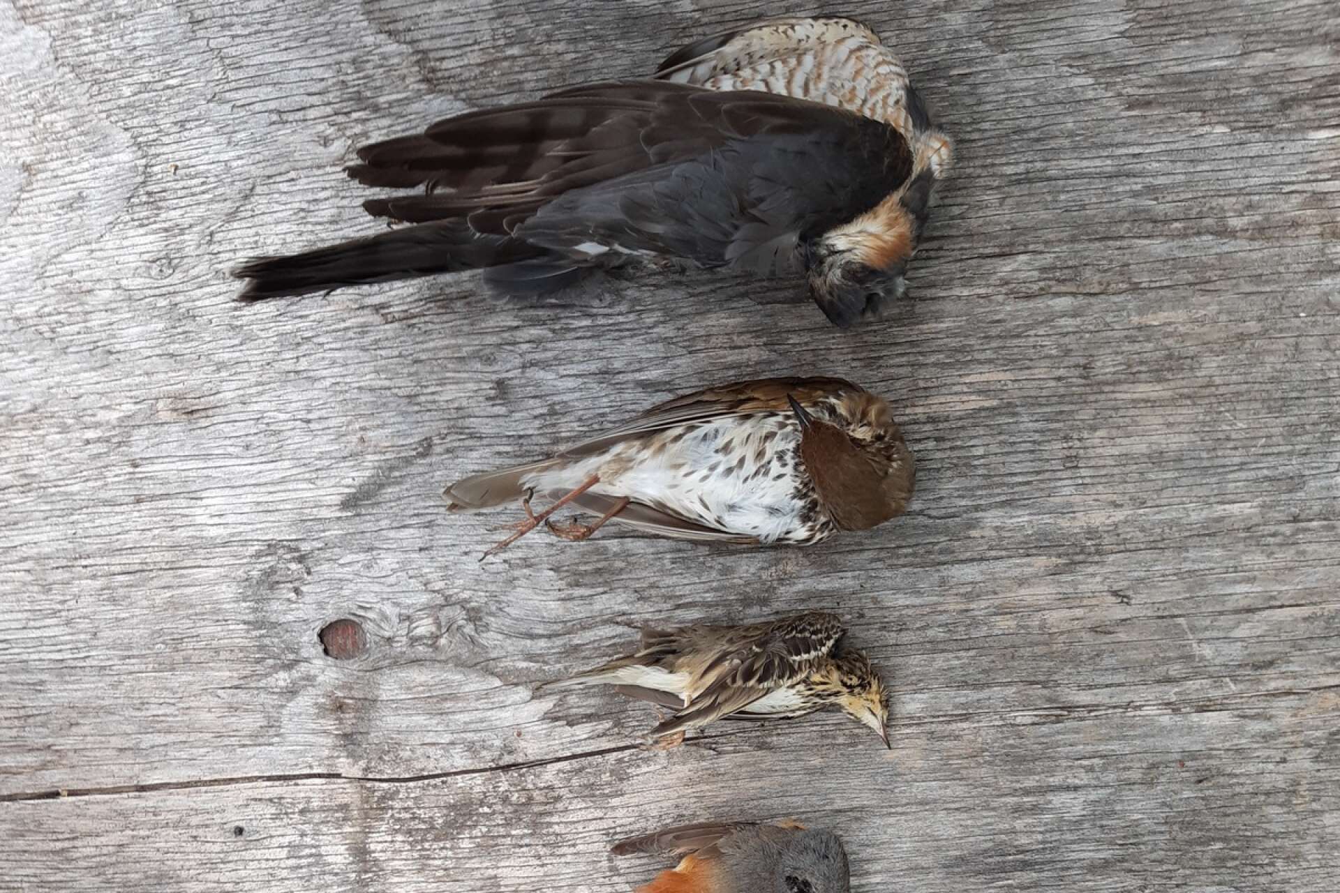 Ulf T Carlsson har samlat in de fåglar som omkommit. Några av dem är från vänster: sparvhök, taltrast, trädpiplärka, rödstjärt, svarthätta, nötväcka, bofink och trädkrypare.