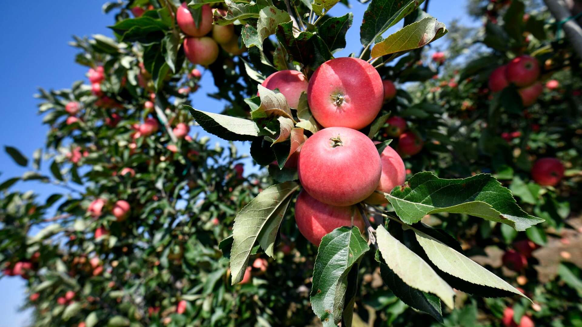 Efter tre dagar är alla lättplockade äpplen plockade och man ska ta sig an de svårplockade, men märker då att man inte har den stege som behövs för att plocka dem, skriver Marcus Eriksson.