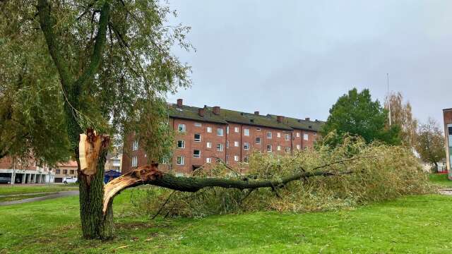 Det blåste en del i Säffle under helgen, men frånsett en del nedfallna träd här och var och en del mindre strömavbrott klarade sig Säffleområdet relativt väl undan resterna av stormen Babet.