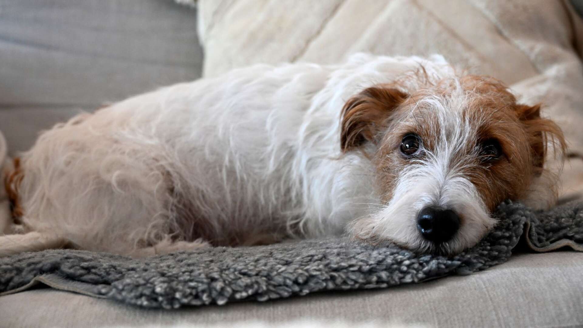 En veterinär bosatt i Dalsland prickas för felbehandling av en hund som senare blev blind. Det är dock inte hunden på bilden./ARKIVBILD