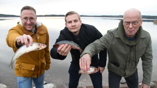 AN:s reportrar Anton Eriksson, Oscar Walldén och Hans-Åke Henriksson har testat sill. 