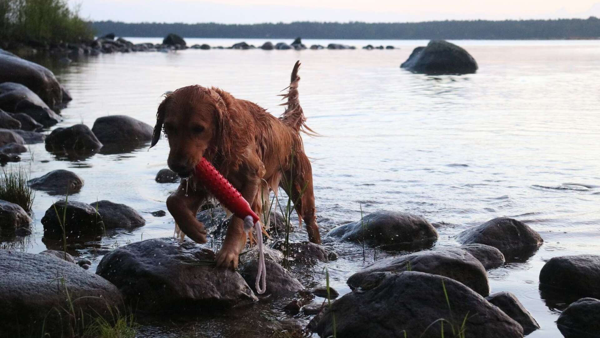 Semestra med hund. I Värnanäs i Kristinehamns yttre skärgård kan hunden ta ett dopp. Golden retrievern Ziri badar mer än gärna.
