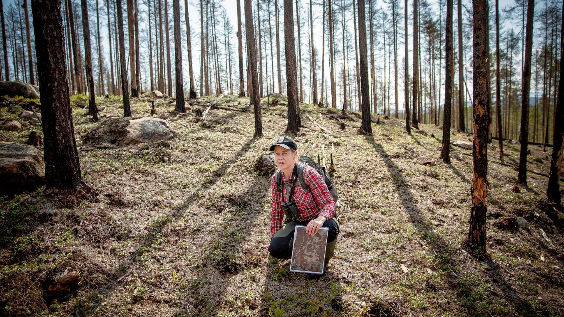 Naturvårdsbrännan vid Västersjön i närheten av Höljes är på gång att bli nytt naturreservat, berättar Jenny Sander, länsstyrelsens projektledare för EU-projektet Life Taiga.
