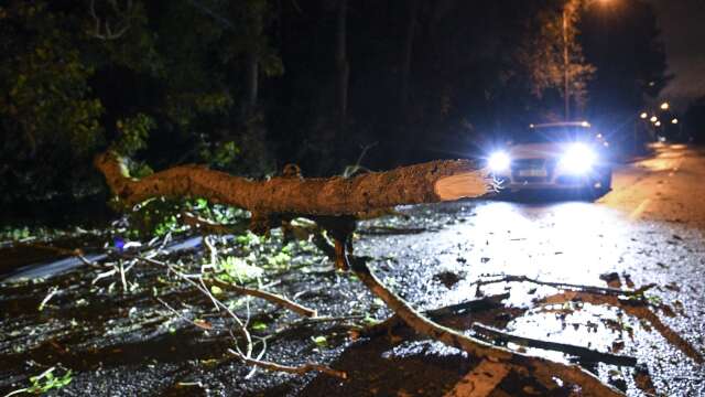 Den största stormen hittills i år. Så beskriver Trafikverket situation i Dalsland, där mängder av träd föll över vägarna under fredagsdygnet. Det var bara Dals-Eds kommun som klarade sig undan stormvindarna. (Arkivbild).