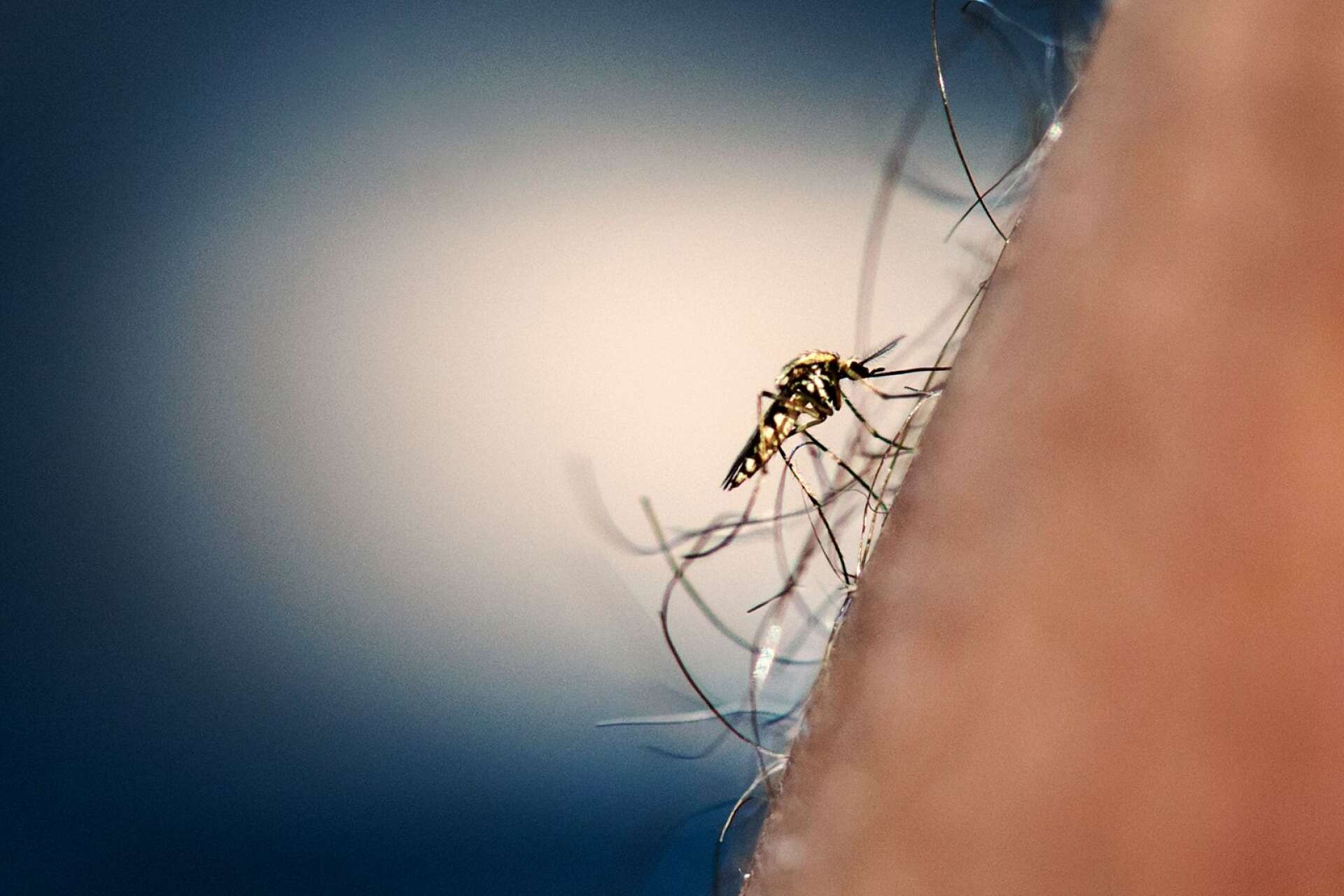 Under många år har översvämningsmyggor ställt till stora problem i Deje. De senaste somrarna har de ökat i antal även i Skåre.