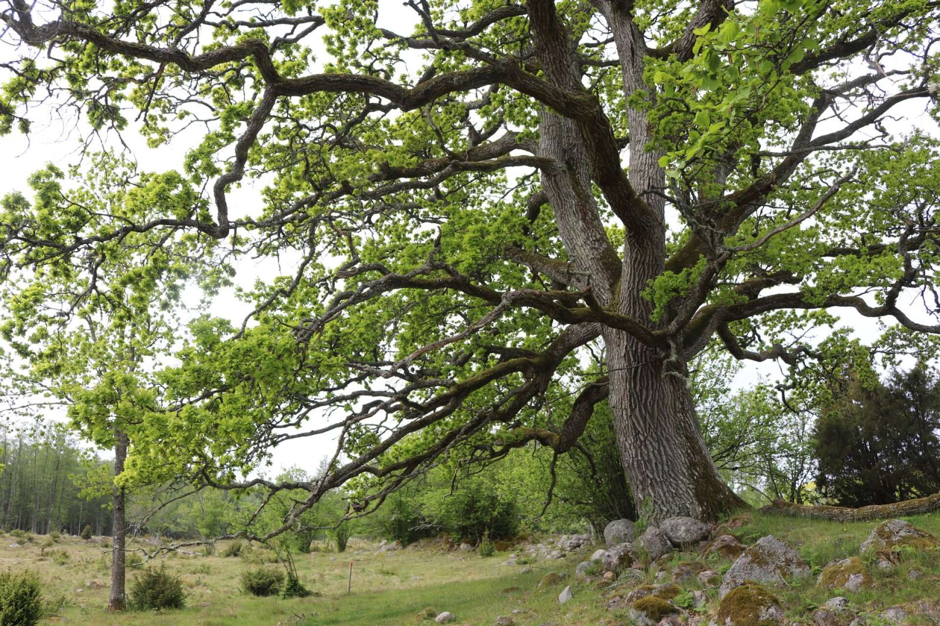Ekarna präglar Värmlands Säbys naturreservat. 