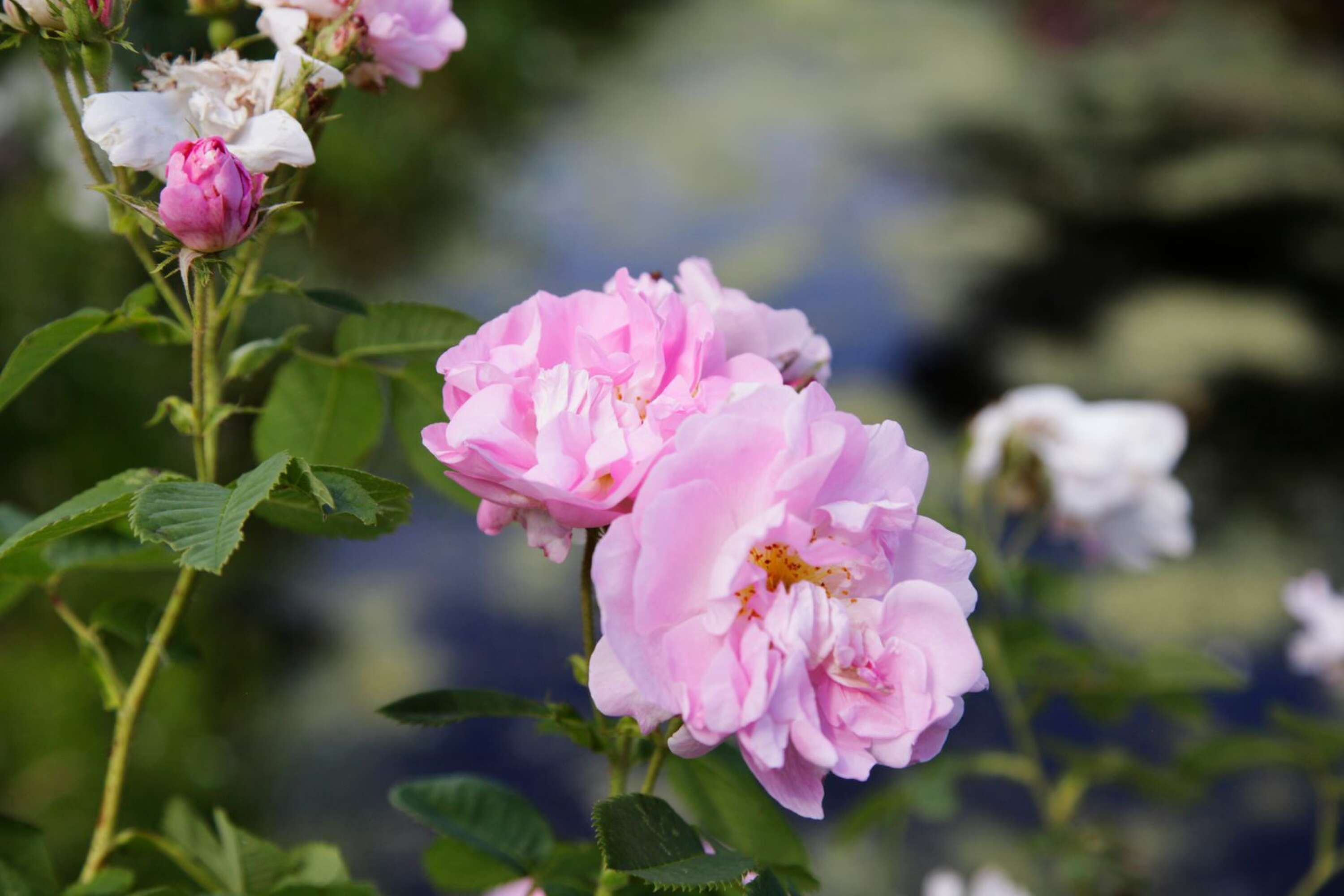 Det är inte alla som odlar rosor i sin trädgård men enligt Margaretha så är det inte så komplicerat. 