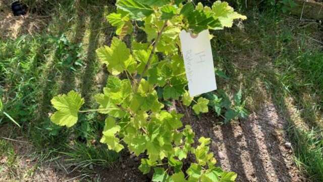 Denna vinbärsbuske hittades i mannens trädgård.