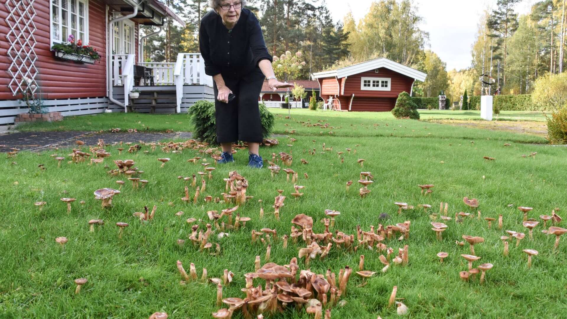 För cirka tre veckor sedan började svampen växa lavinartat i Else Fossums trädgård.