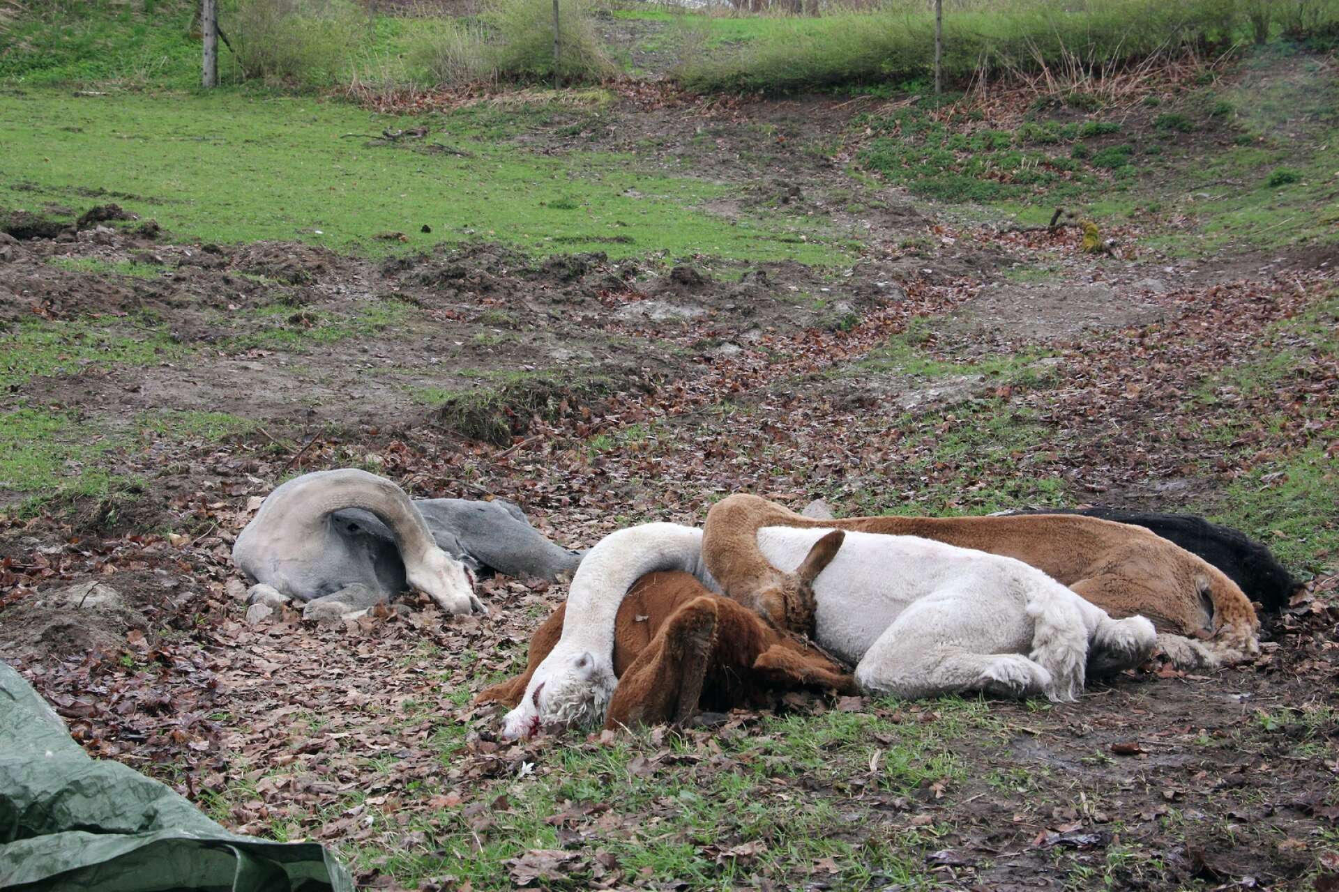 Alpackorna har drabbats av otur tidigare. 2018 hittades fem alpackor döda i hagen på Bäckens Gård efter det att ett åskoväder drog fram den 1 maj. Troligen dödades de av ett blixtnedslag.