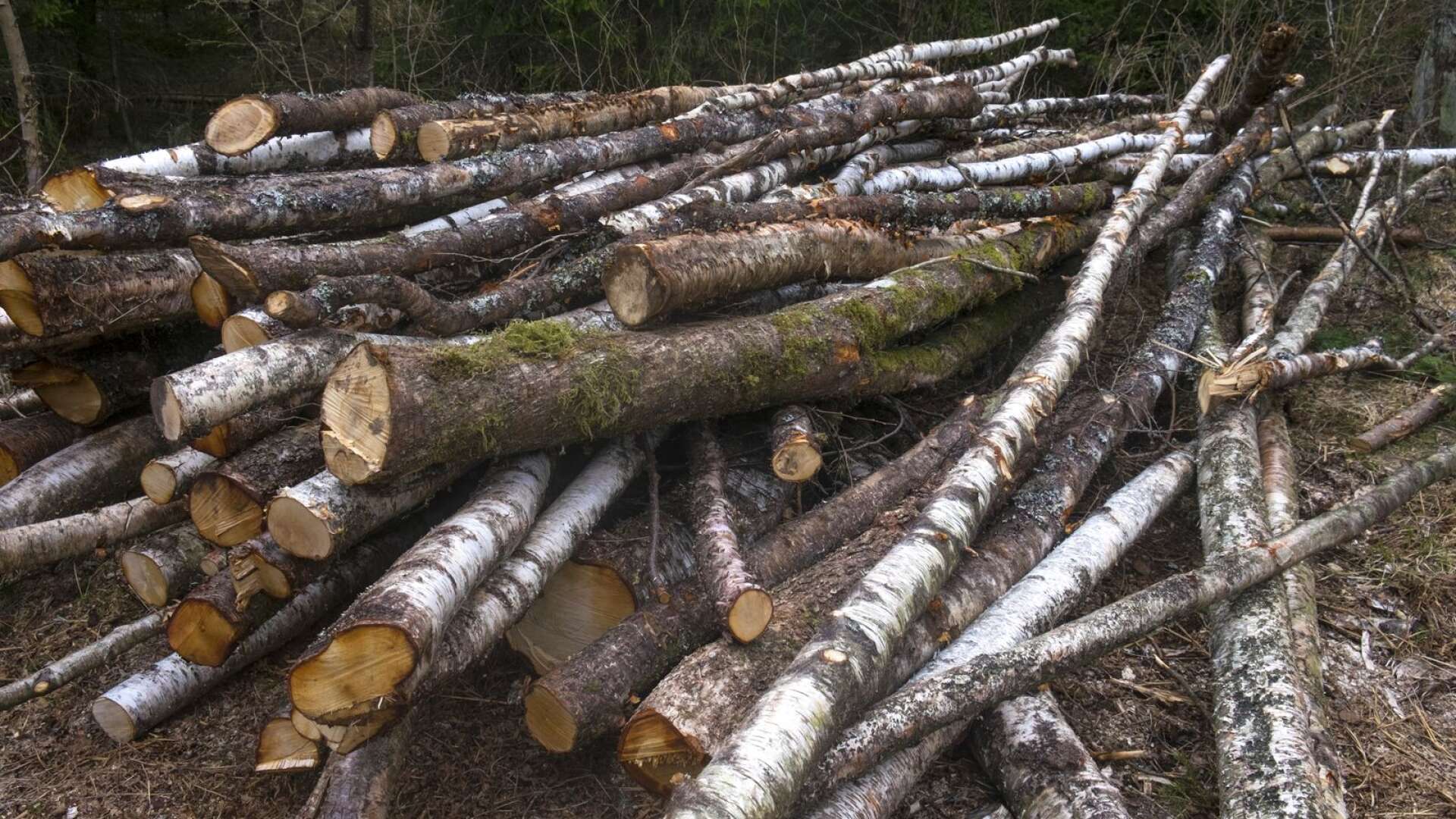 I samband med skogsavverkning uppstod skador på en fornlämning i Forshaga kommun. Genrebild