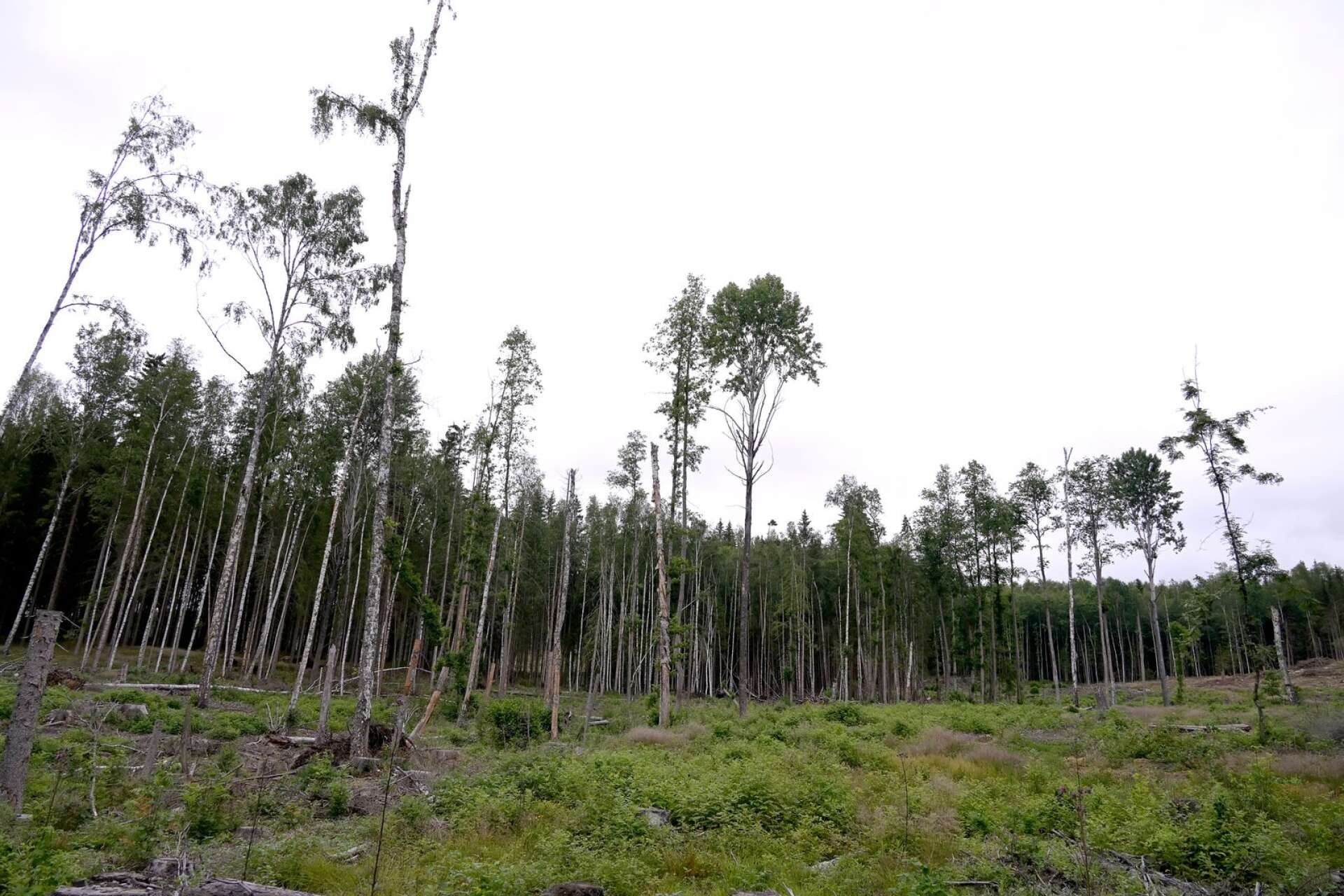 Sverige var ett av de mest kritiska länderna till EU:s skogsstrategi och har aktivt motarbetat en lång rad av EU:s förslag för stärkt miljöhänsyn i skogen, skriver Johanna Sandahl och Karin Lexén.
