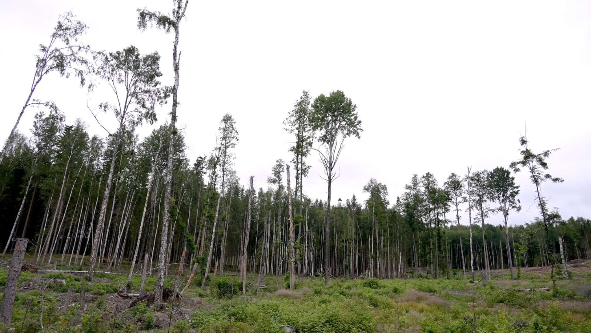 Sverige var ett av de mest kritiska länderna till EU:s skogsstrategi och har aktivt motarbetat en lång rad av EU:s förslag för stärkt miljöhänsyn i skogen, skriver Johanna Sandahl och Karin Lexén.