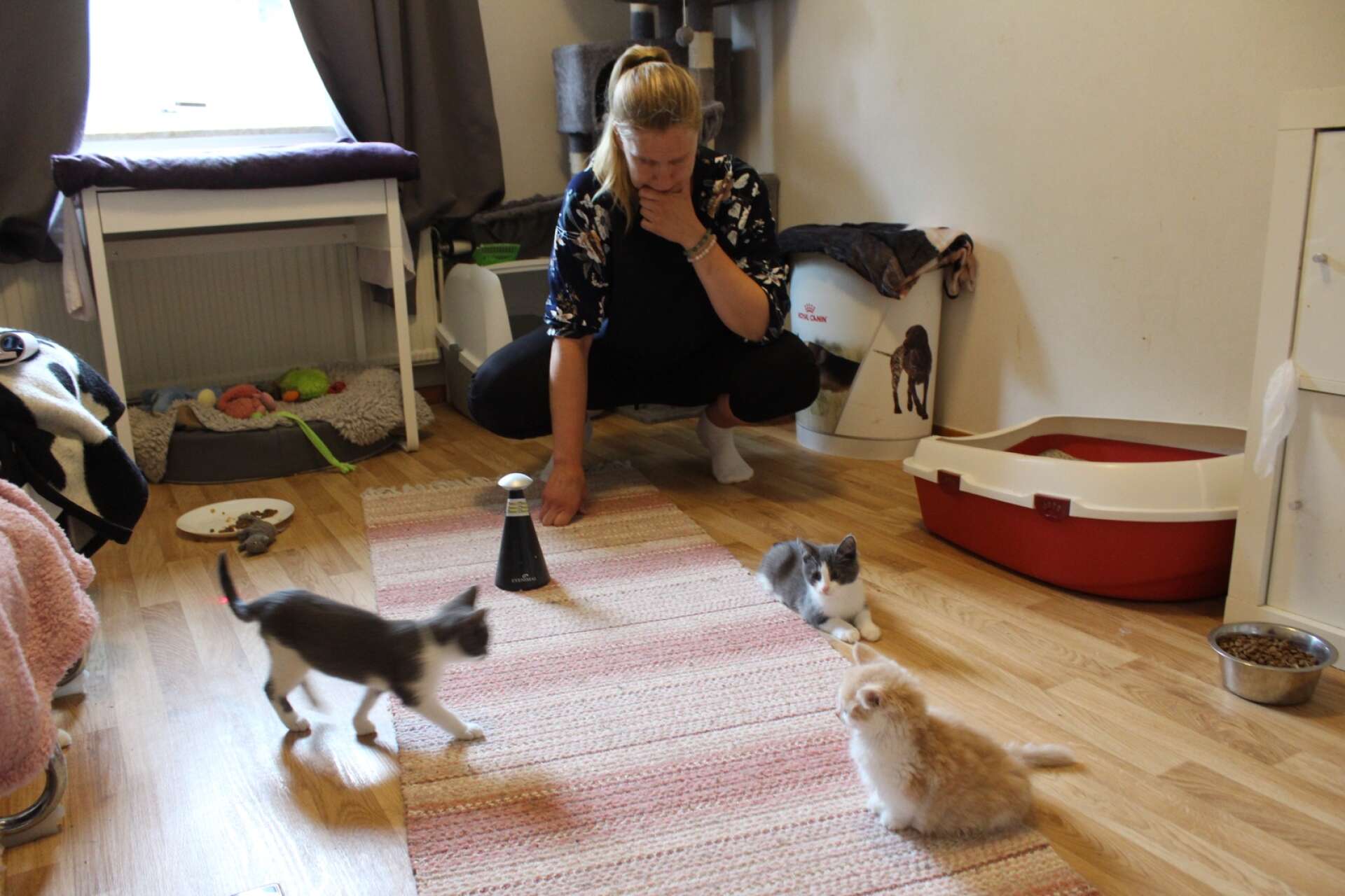 I det här rummet bor katterna, men Göte vill mest vara med Karin. 
