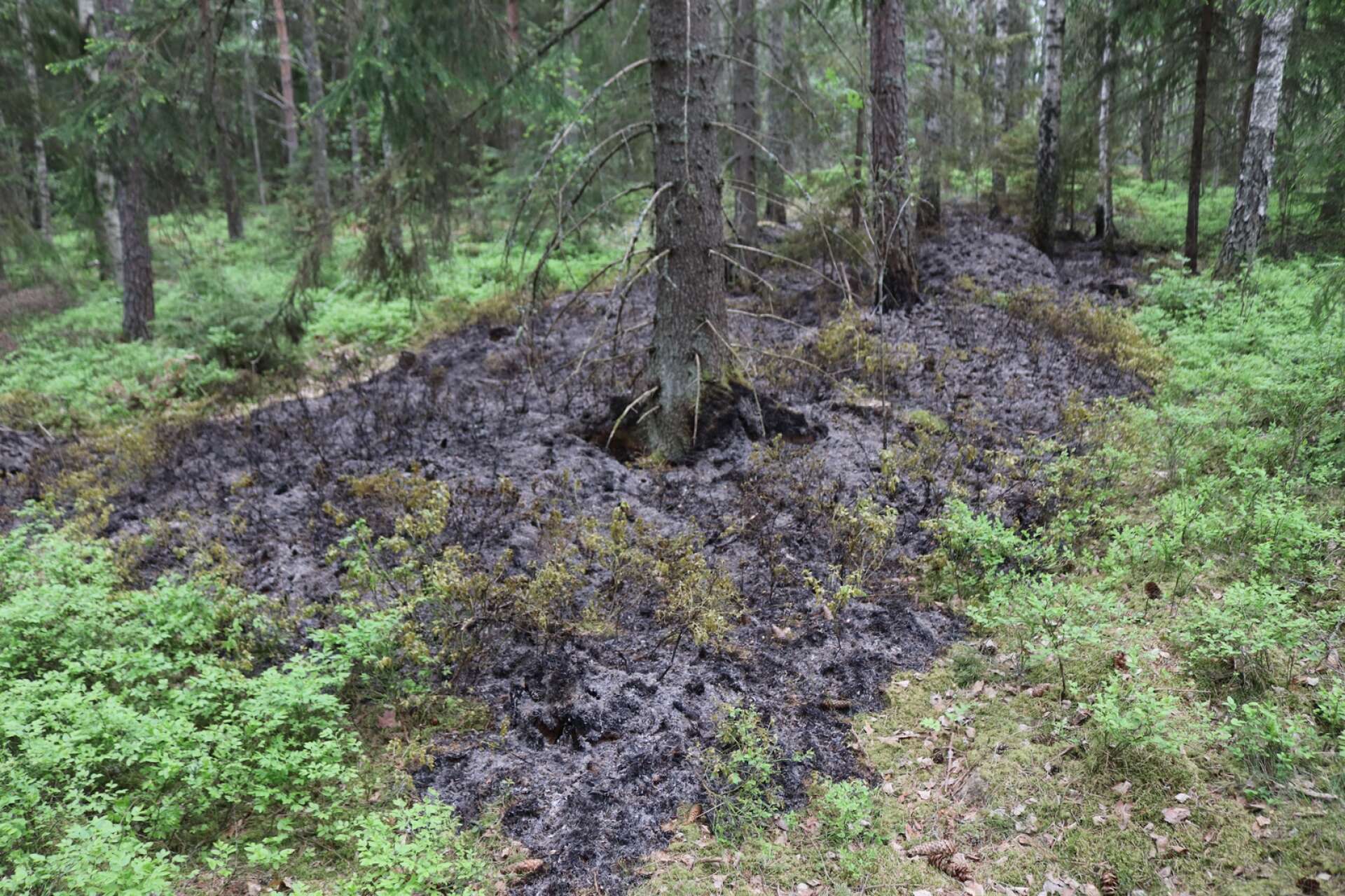 En bit innan den större skogsbranden var en mindre brand som släckts av sig själv. 