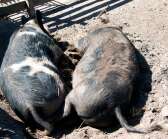 Två blivande föräldrar, grisarna Oscar och Klara, som väntar kultingar vilken dag som helst. Det gäller att vila upp sig innan.