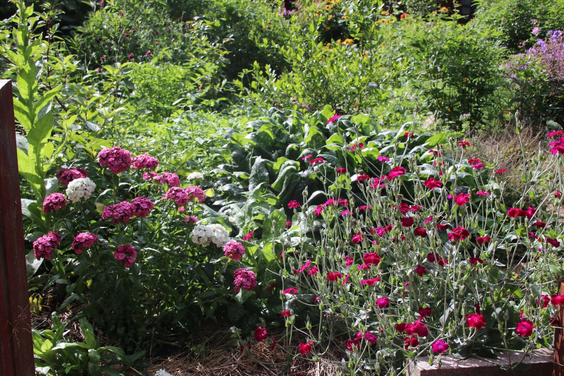 Det är en rik blomsterprakt och många olika sorters växter som Elke Horn och Edward Janssen odlar i sin trädgård.