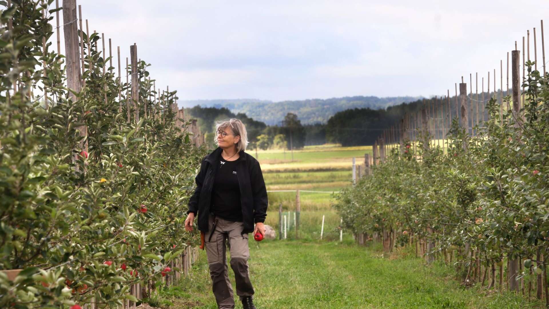 Margareta Wilsson ser till att även skadeangripna äpplen kommer till användning.