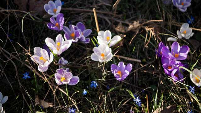 Ikväll är våren officiellt kommen till Värmland!