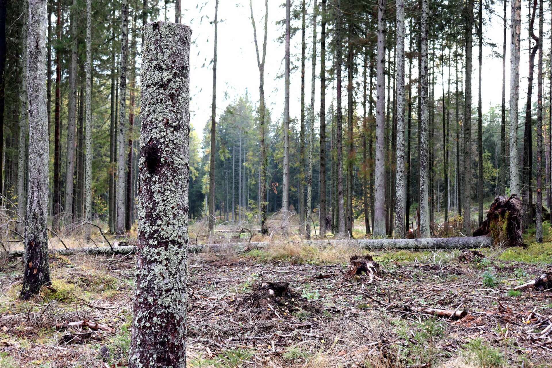 Granbarkborren härjar framför allt i mellersta Värmland. Här är en skog vid Tyrstugan i Karlstad där man tagit bort angripen skog. Några högstubbar har lämnats för att gynna andra arter, till exempel hackspetten som är granbarkborrens fiende.