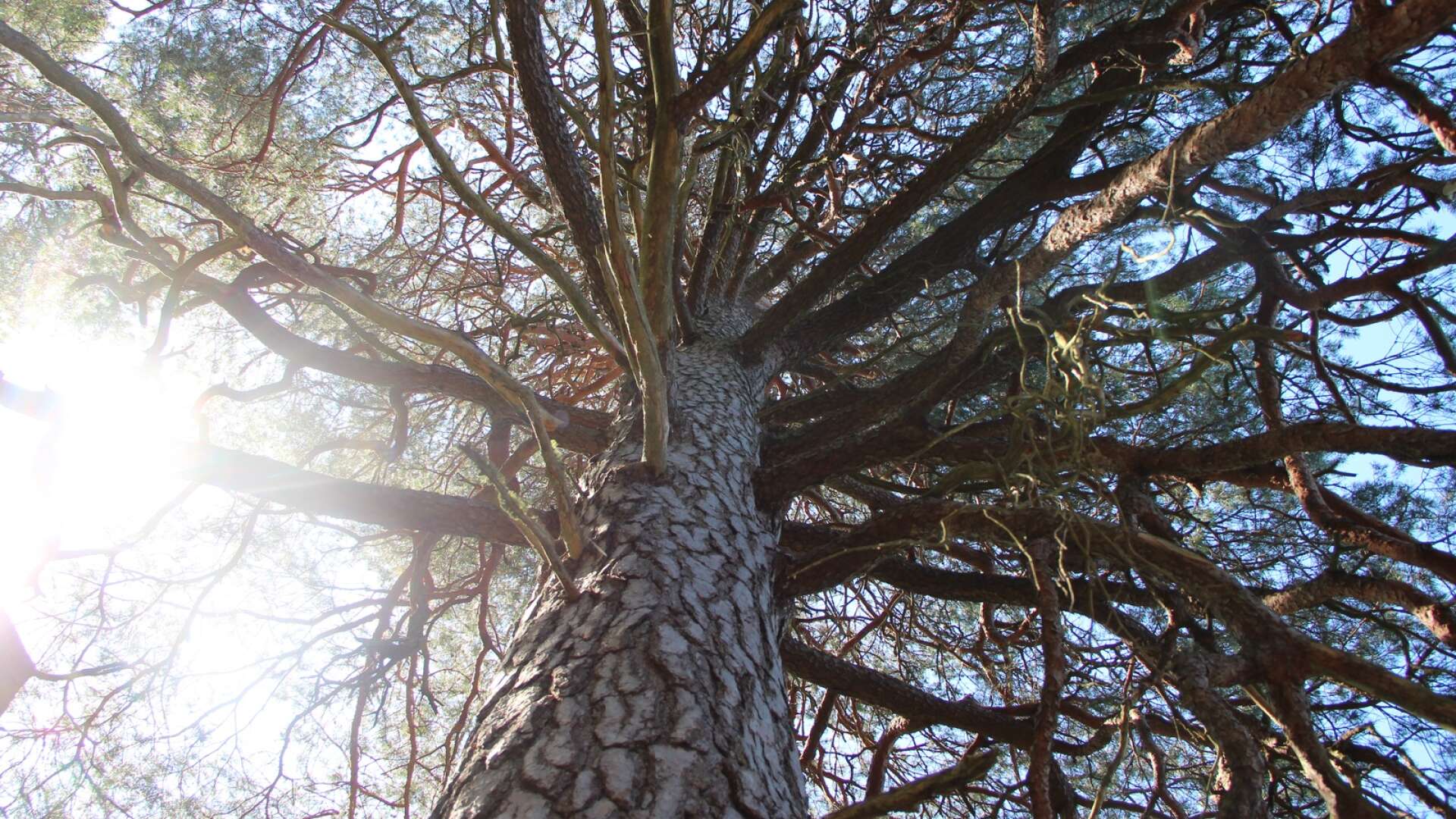 Udda träd finns det gott om i Degernäs. Ovan syns tallen Hulda som stått stött på samma ställe i drygt 270 år.
