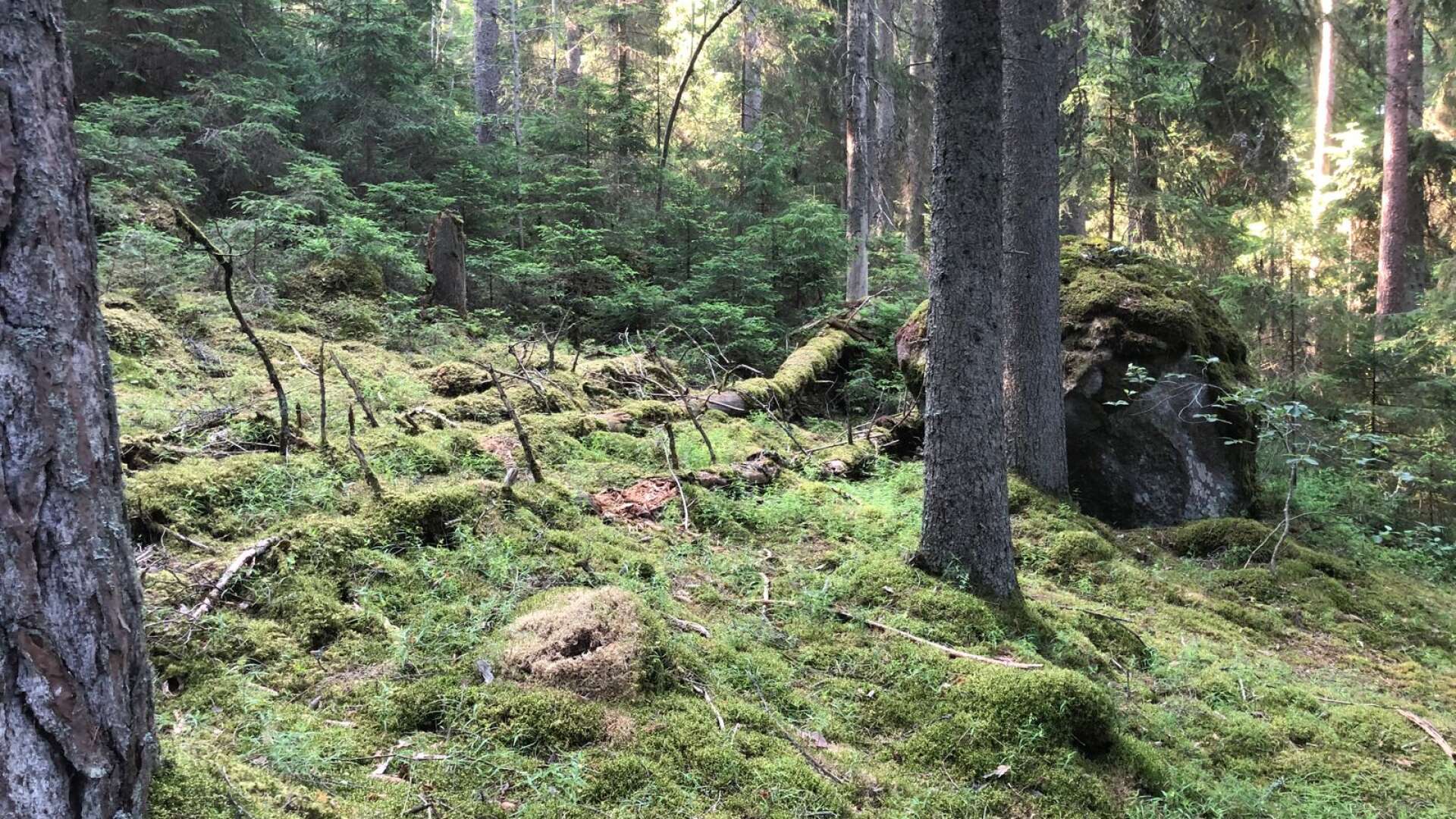 Skydda mer skog och modernisera naturvården. Markägare behöver få bättre ersättning och villkor när de vill skydda värdefull skog och natur, skriver Cecilia Boman Lindström med flera.