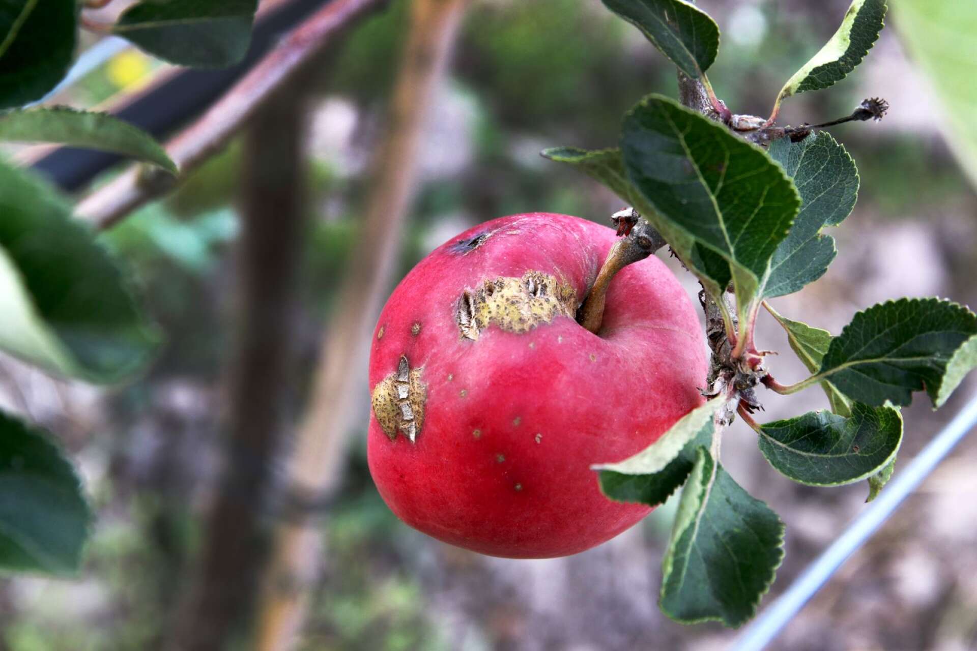 Äppelvecklare och rönnbärsmalar är två av de skadeinsekter som varit på äpplena.