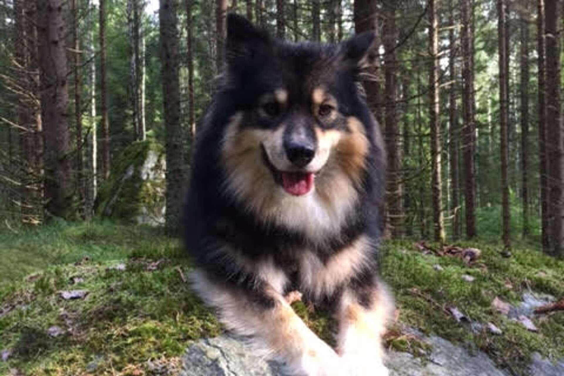 ”Detta är Lappi 3 år - en finsk lapphund vars mamma är svensk champion och har sin pappa i Helsingfors. Lappi är en fantastisk spårhund och ’kantarellhund’.”
