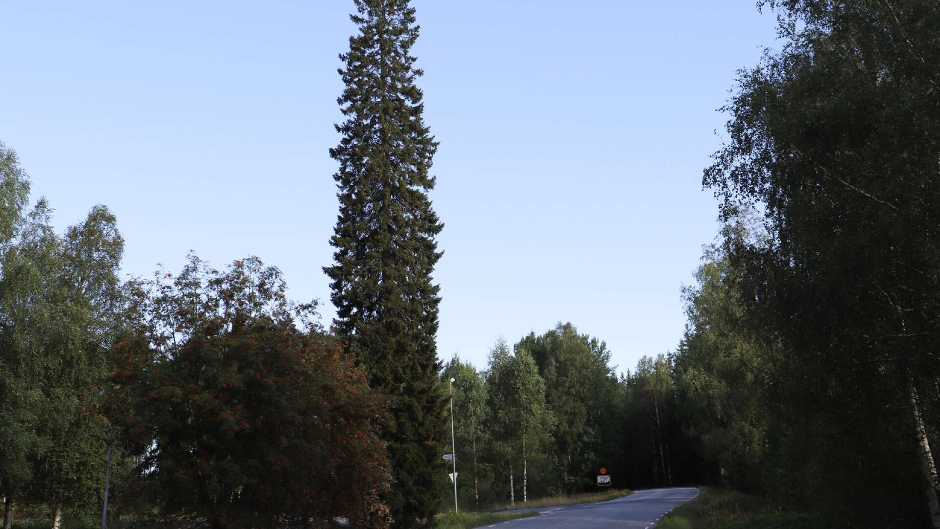 Den höga granen vid Nössemarksvägen och infarten till Fågelvägen är 32 meter hög enligt räddningstjänstens mätningar.