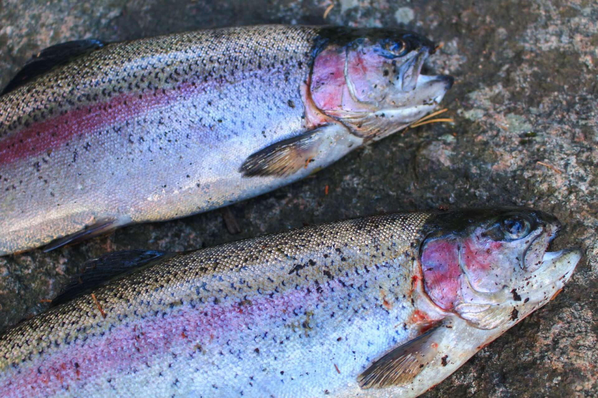 Regnbåge kan fiskas i Simsjön, Hållsdammen och Karstorpssjön.