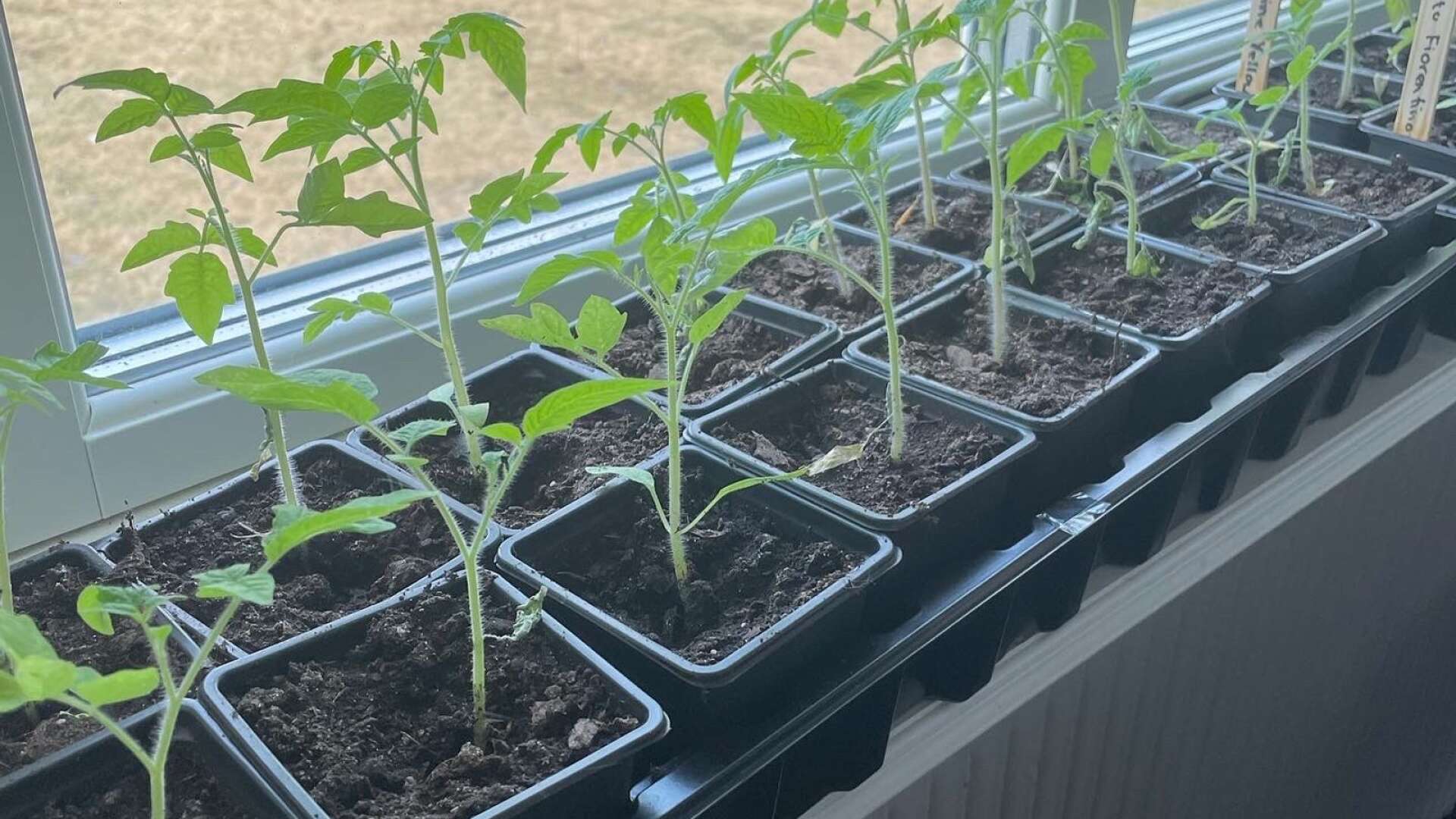 ”Efter några veckor har tomaterna växt till sig riktigt fint, både blivit lite grövre och högre. Vid nästa omplantering som blir i mjölkkartonger kommer jag återigen att plantera ner dem så djupt det går”, säger Sarah UIllbrand.