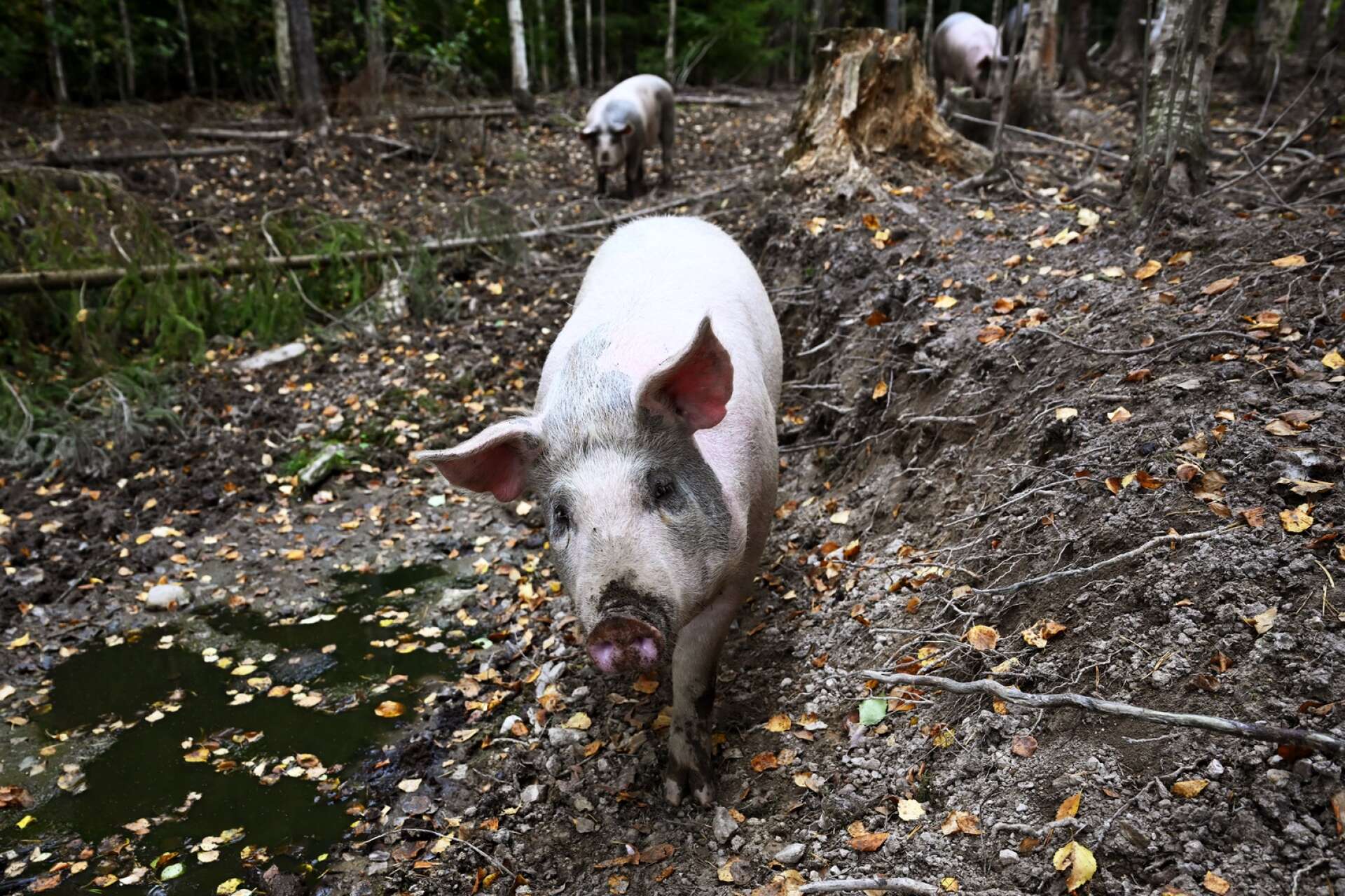 I år har 20 grisar fått växa upp på gården. Förhoppningsvis blir det fler nästa år.