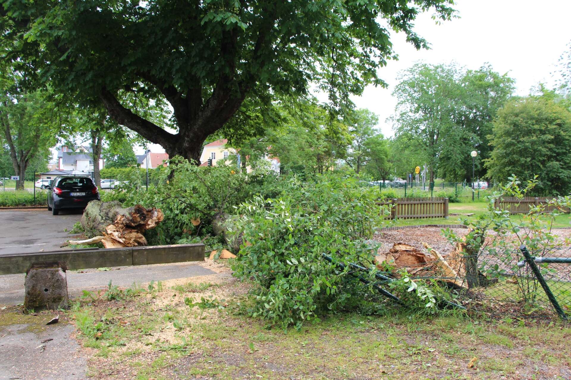 I höstas föll ett träd ner vid lekplatsen i Stadsparken, under söndagens föll ytterligare ett av de stora träden. 