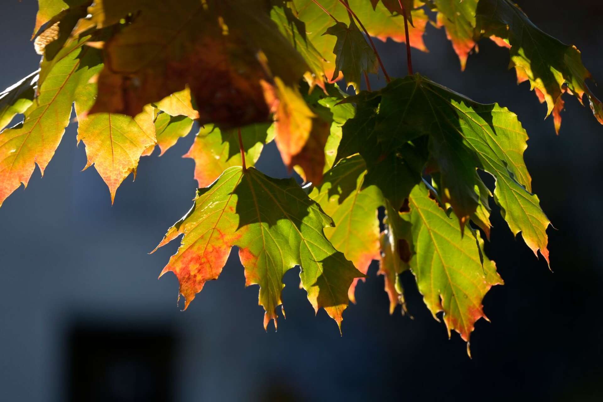 Den meteorologiska hösten väntas komma till norra delarna av Värmland redan nästa vecka.