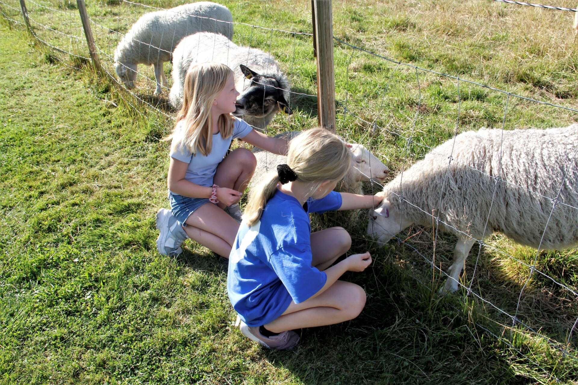 Kusinerna Alma och Julia Saarikoski hade det mysigt hos fåren. Efter helgen flyttar fåren och de andra djuren på Tollebol hem till sina ägare.