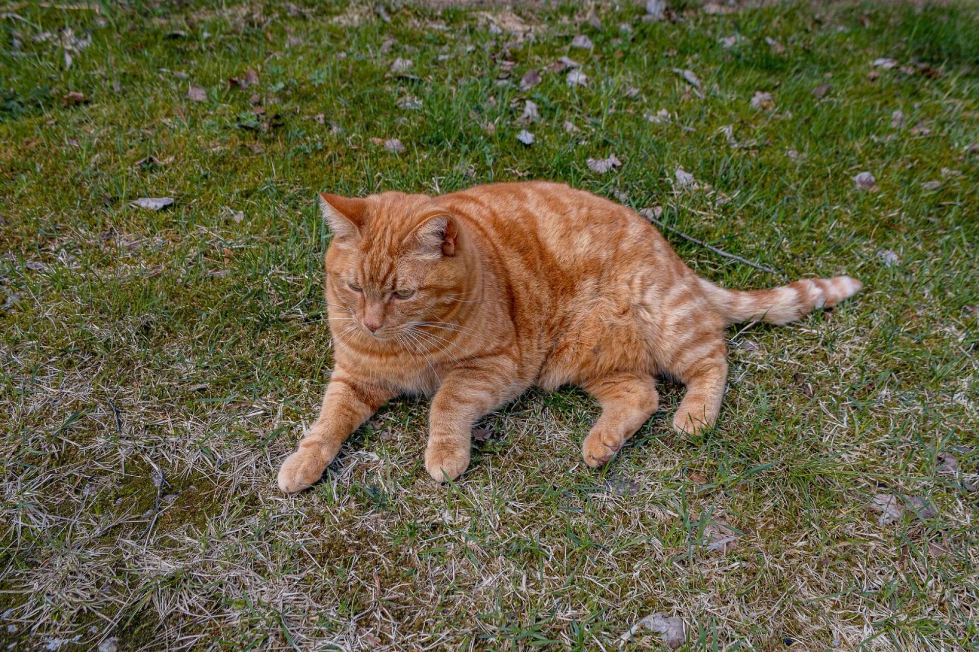 Katten Monty bor också på gården.