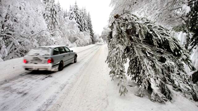 Snön lägger sig tung på träden, och under julen har flera fallit av tyngden.