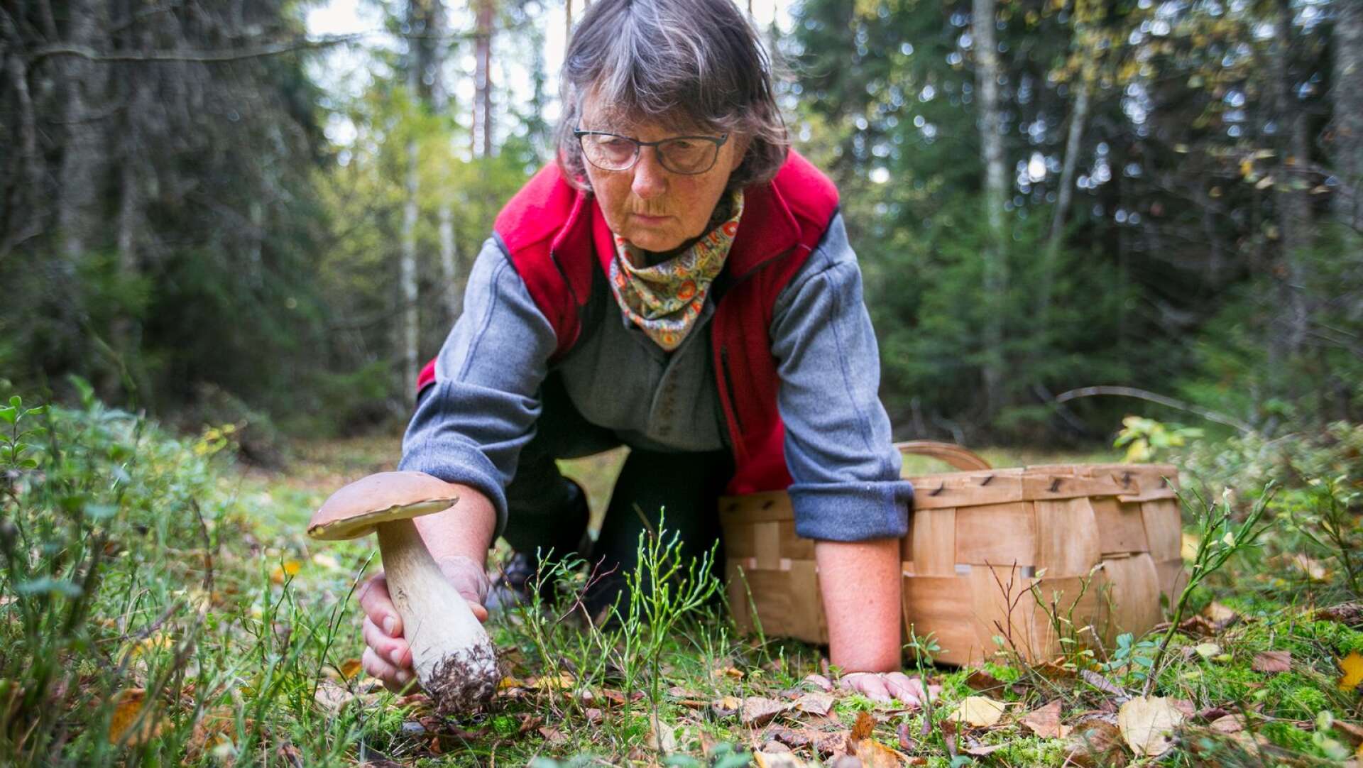 Svampkonsulenten Christina Brunsell tog med KT ut i skogen för att berätta sina bästa svamptips.